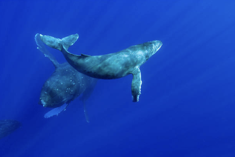Humpback whales in the Pacific Ocean. /CFP