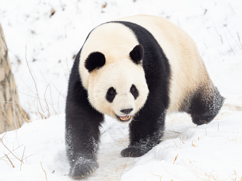 Giant panda Meng Meng plays in the snow at Beijing Zoo on February 21, 2024. /CFP