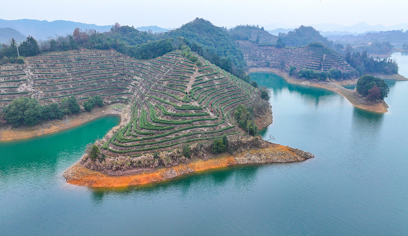 Qiandao Lake area is home to vast expanses of tea gardens in Hangzhou, Zhejiang Province, February 27, 2024. /CFP
