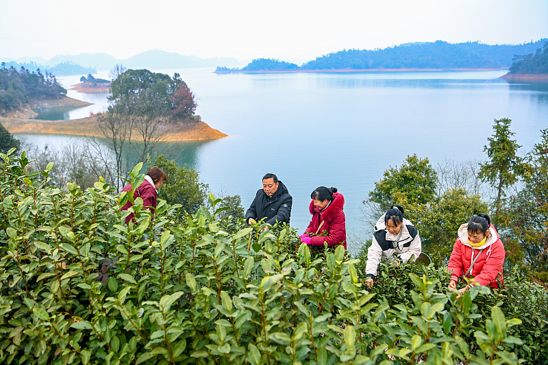 Workers pick tea leaves at Qiandao Lake scenic spot in Hangzhou, Zhejiang Province, February 27, 2024. /CFP