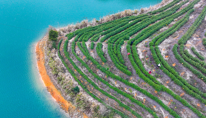 Qiandao Lake area is home to vast expanses of tea gardens in Hangzhou, Zhejiang Province, February 27, 2024. /CFP