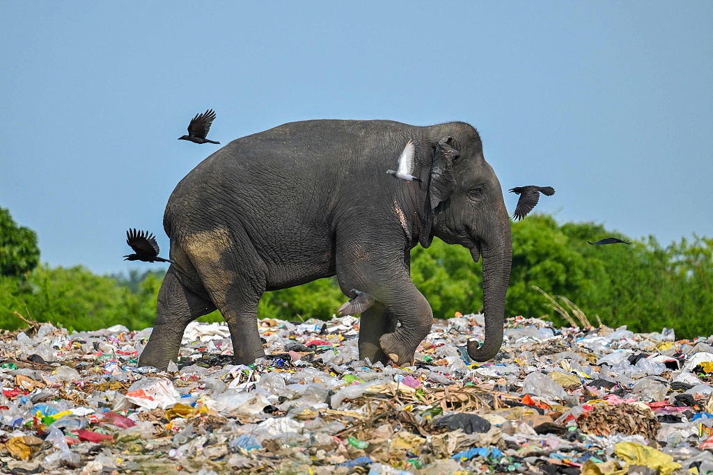 A wild elephant eats garbage containing plastic waste at a dump in Sri Lanka's eastern district of Ampara, June 3, 2023. /CFP