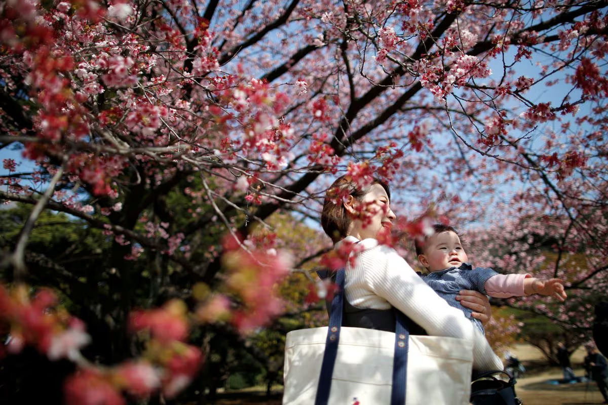 A seven-month-old baby and her mother look at early flowering Kanzakura cherry blossoms in full bloom at the Shinjuku Gyoen National Garden in Tokyo, Japan, March 14, 2018. /Reuters