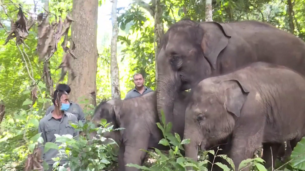 Asian elephants, conservationists in Xishuangbanna Dai Autonomous Prefecture, southwest China's Yunnan Province. /CFP