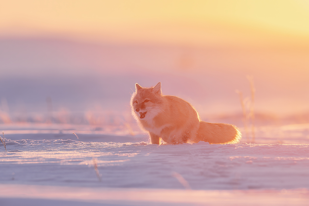 A corsac fox roaming on the snowy fields in Ergun, north China's Inner Mongolia Autonomous Region, in this photo taken on January 16, 2024. /CFP 