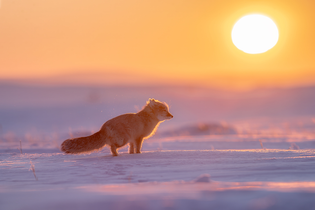 A corsac fox roaming on the snowy fields in Ergun, north China's Inner Mongolia Autonomous Region, in this photo taken on January 16, 2024. /CFP 