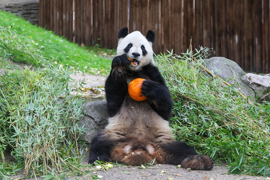 Giant panda Bing Xing eats a pumpkin with honey and apples to celebrate Halloween at Madrid Zoo Aquarium, Madrid, Spain, October 26, 2023. /CFP