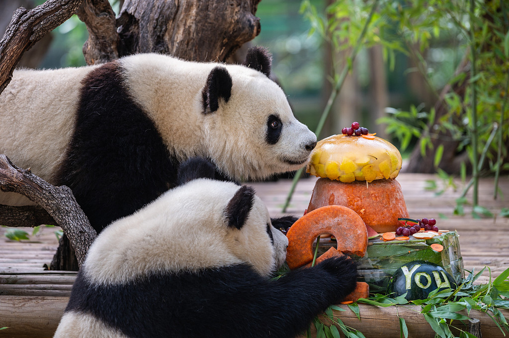 A cake of fruits and bamboo is prepared to celebrate the second birthday of panda twins Jiu Jiu and You You at Madrid Zoo Aquarium, Madrid, Spain, September 7, 2023. /CFP