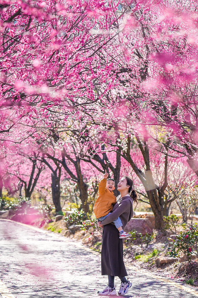 Tourists enjoy plum blossoms at a garden in Huzhou, east China's Zhejiang Province, on February 26, 2024. /CFP