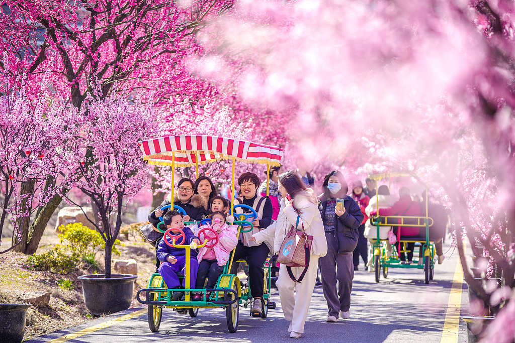 Tourists enjoy plum blossoms at a garden in Huzhou, east China's Zhejiang Province, on February 26, 2024. /CFP