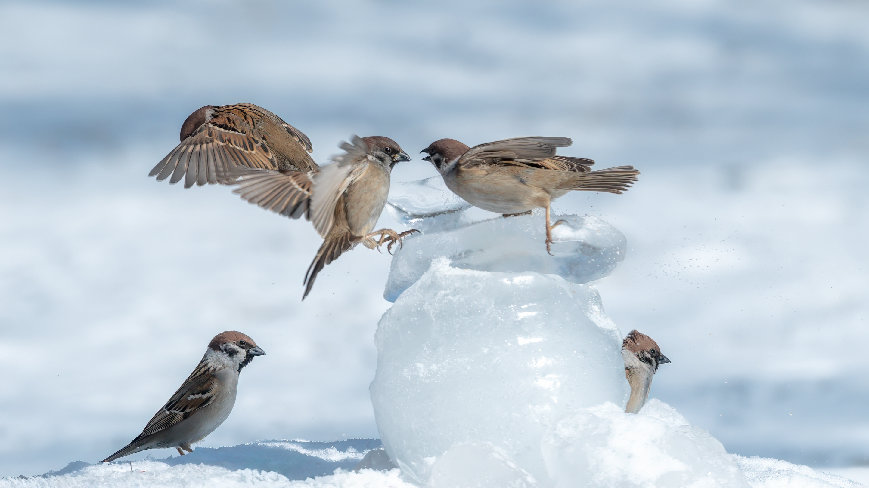 A photo taken on February 28, 2024 shows sparrows playing in a park in Daqing, Heilongjiang Province. /CFP