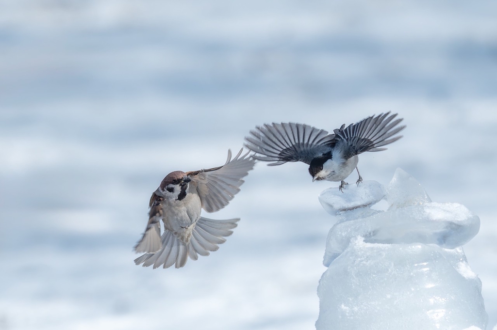 A photo taken on February 28, 2024 shows sparrows playing in a park in Daqing, Heilongjiang Province. /CFP