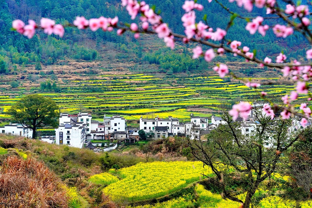 A file photo shows the rapeseed flowers blossoming in Wuyuan, Jiangxi Province. /CFP
