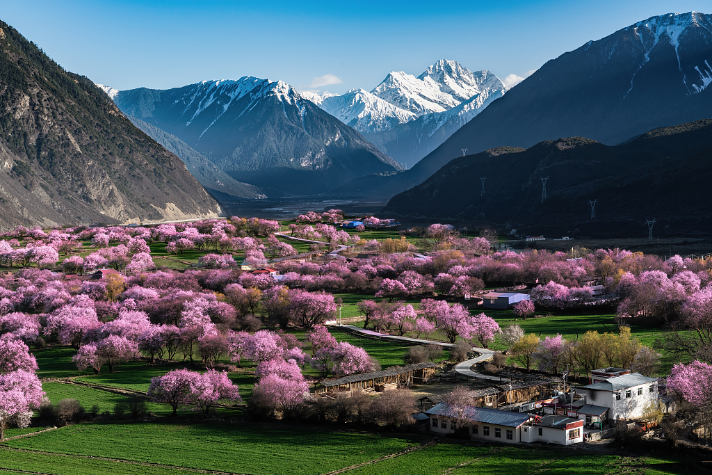 A file photo shows the peach blossoms in Nyingchi, Xizang Autonomous Region. /CFP