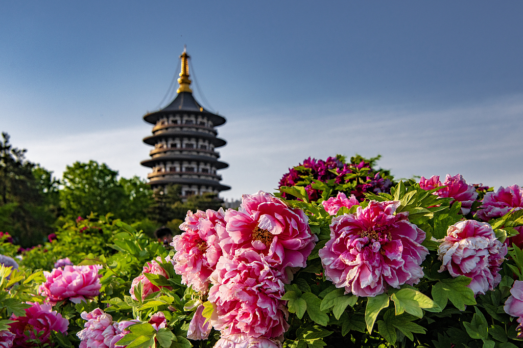 A file photo shows the pink peonies blossoming in Luoyang, Henan Province. /CFP