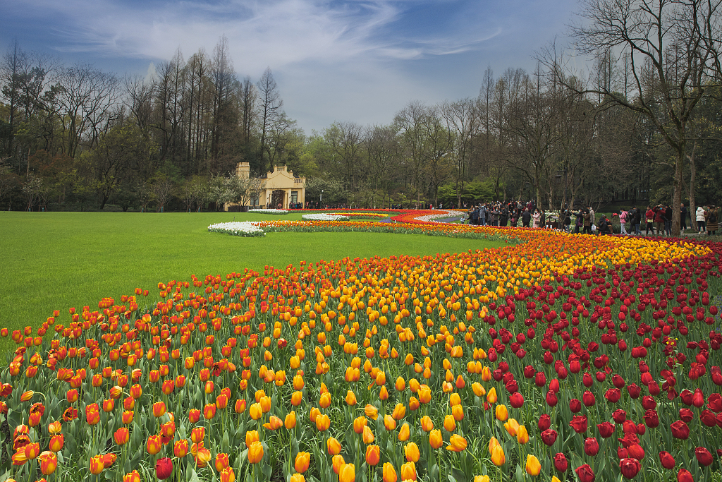 File photo shows the tulips in full bloom in Taiziwan Park in Hangzhou, Zhejiang Province. /CFP