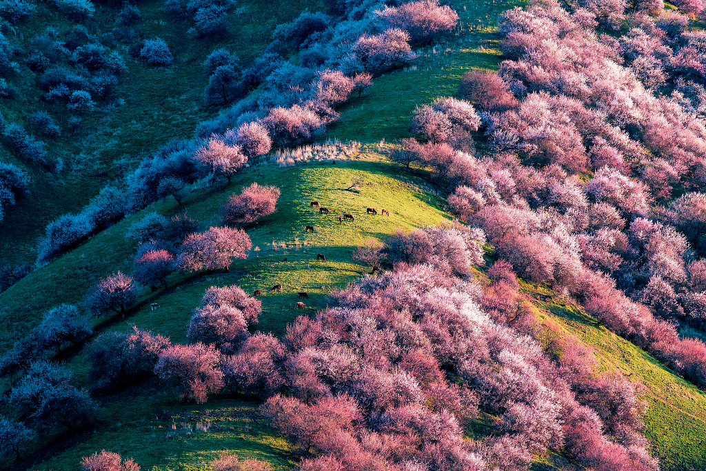 A file photo shows apricot blossoms in Xinjiang. /CFP
