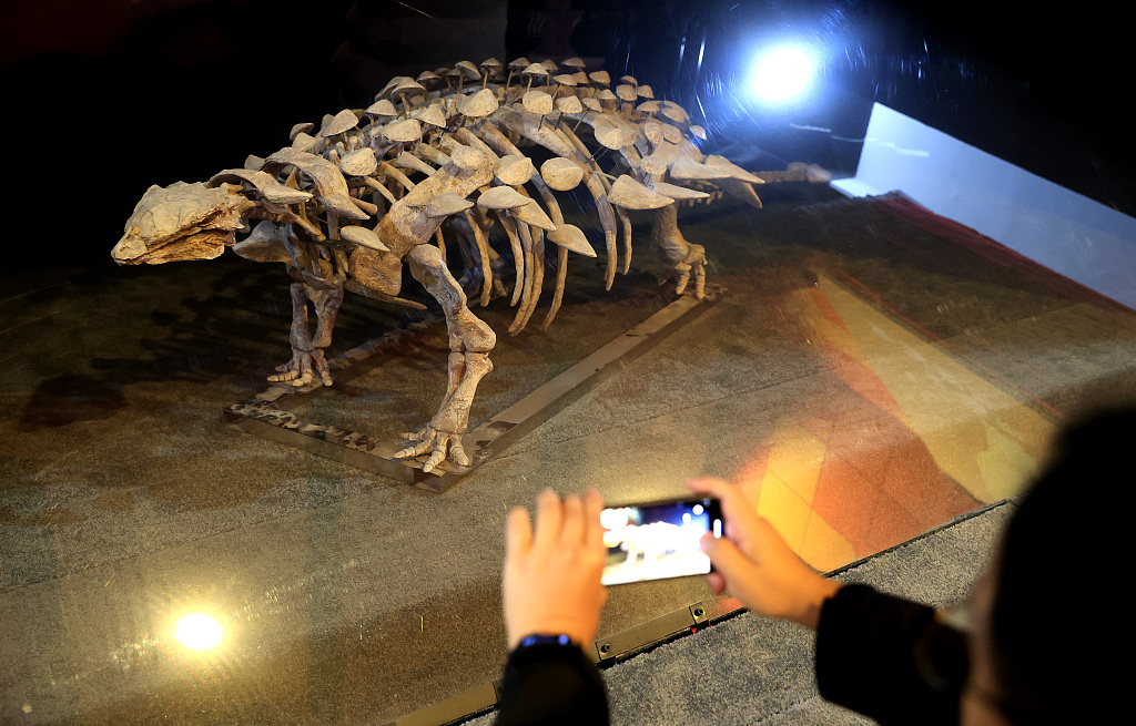 A visitor takes a photo of a model of a new armored dinosaur species 