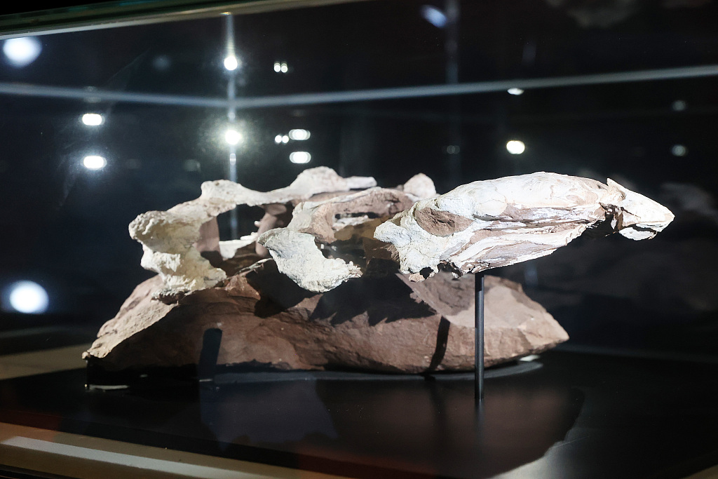 A side view of the fossil remains of a new armored dinosaur species 