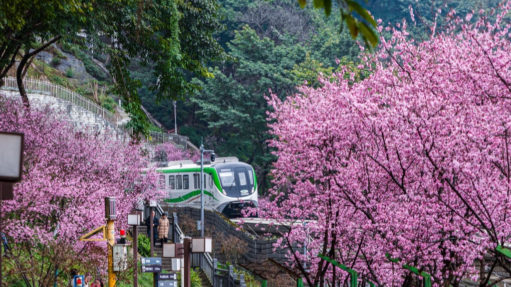 A photo taken on March 1, 2024, shows a train crossing a sea of flowers in Chongqing. /CFP