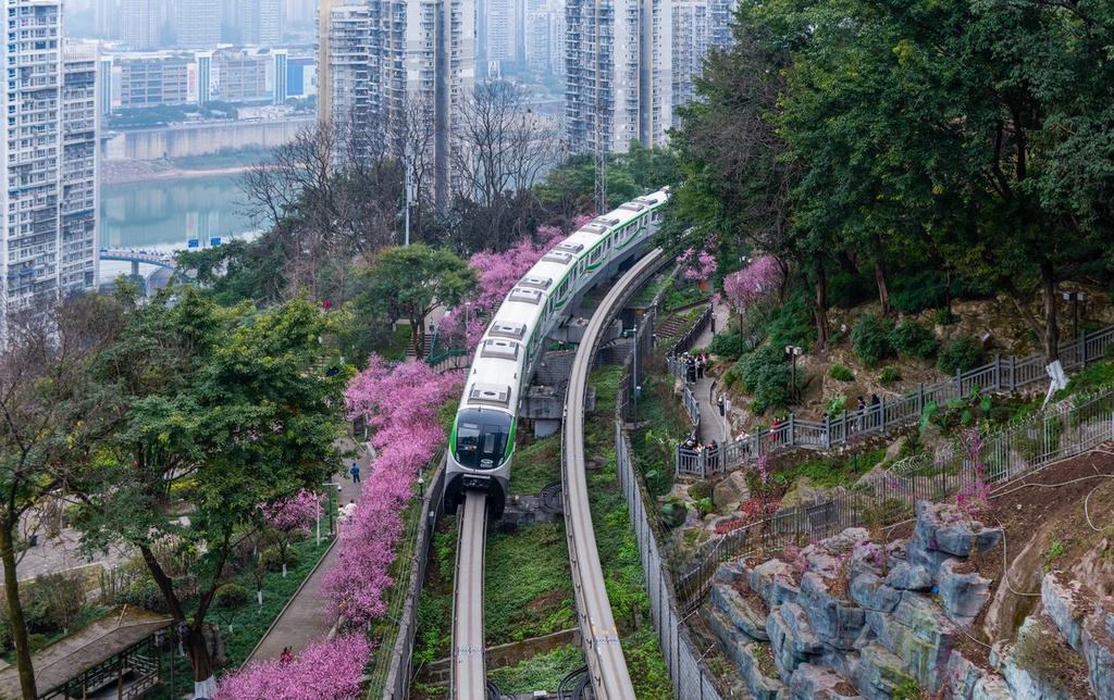 A photo taken on March 1, 2024, shows a train crossing a sea of flowers in Chongqing. /CFP