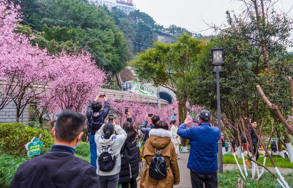 A photo taken on March 1, 2024, shows tourists taking pictures of the train crossing a sea of flowers in Chongqing. /CFP