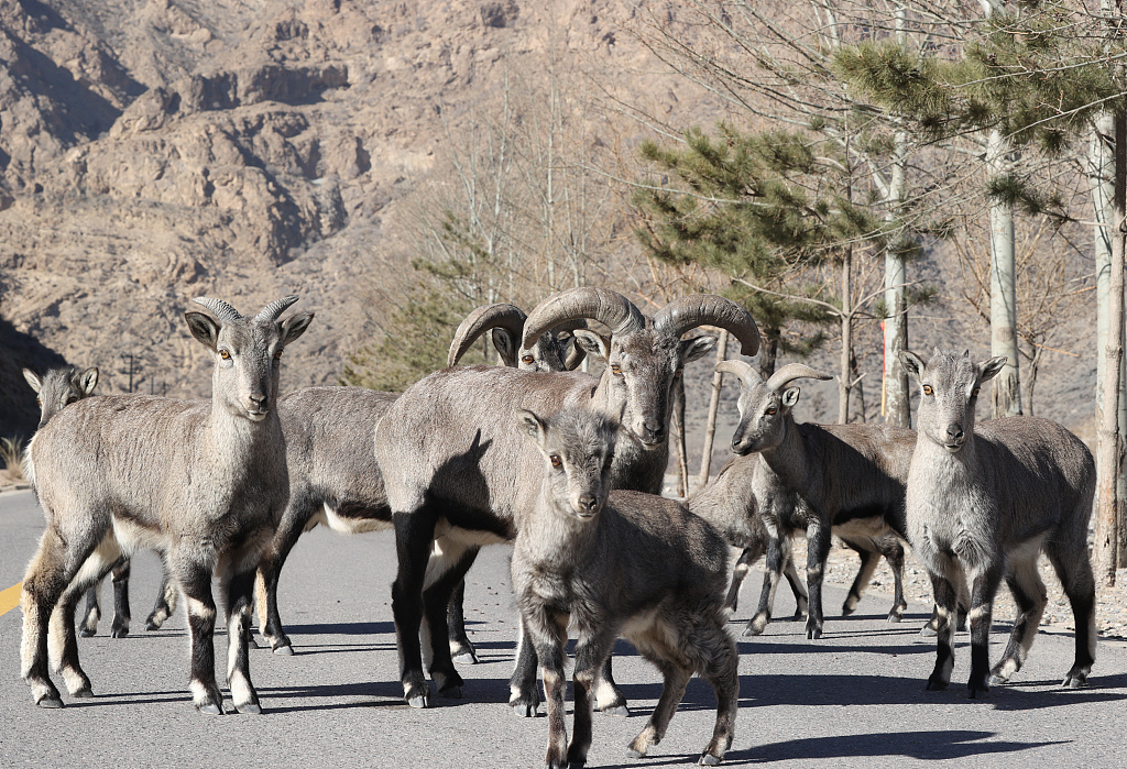 A photo taken on March 1, 2024, shows a herd of bharals in the Helan Mountain National Nature Reserve in northwest China's Ningxia Hui Autonomous Region. /CFP