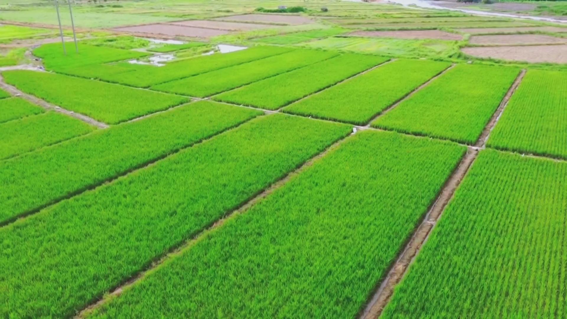 Test plot of the Nanfan Breeding Base. /Sansha Satellite TV