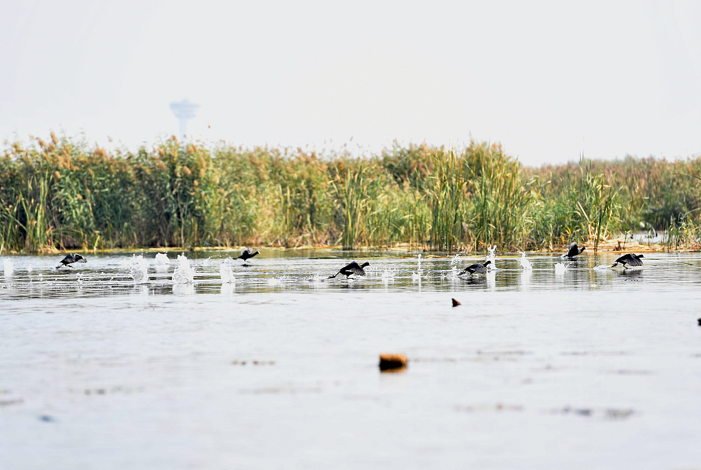 Ducks paddle across the water in Baiyangdian Lake, Xiongan New Area, north China's Hebei Province, October 11, 2023. /CFP
