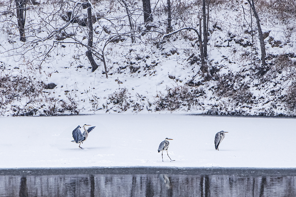 Three herons stand on the snow next to the Baiyangdian Lake, Xiongan New Area, north China's Hebei Province, December 13, 2023. /CFP