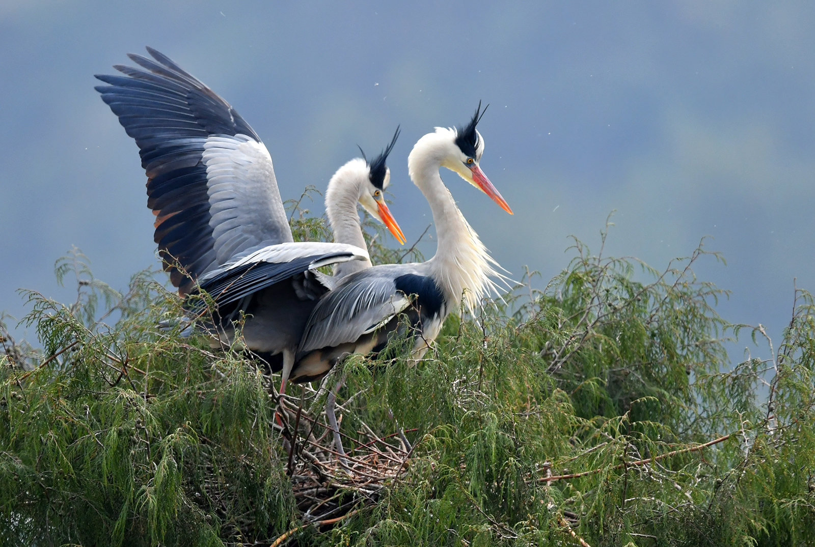 Gray herons nest in a forest at Dangzhai Village, Guiyang City, Guizhou Province on March 2, 2024. /IC