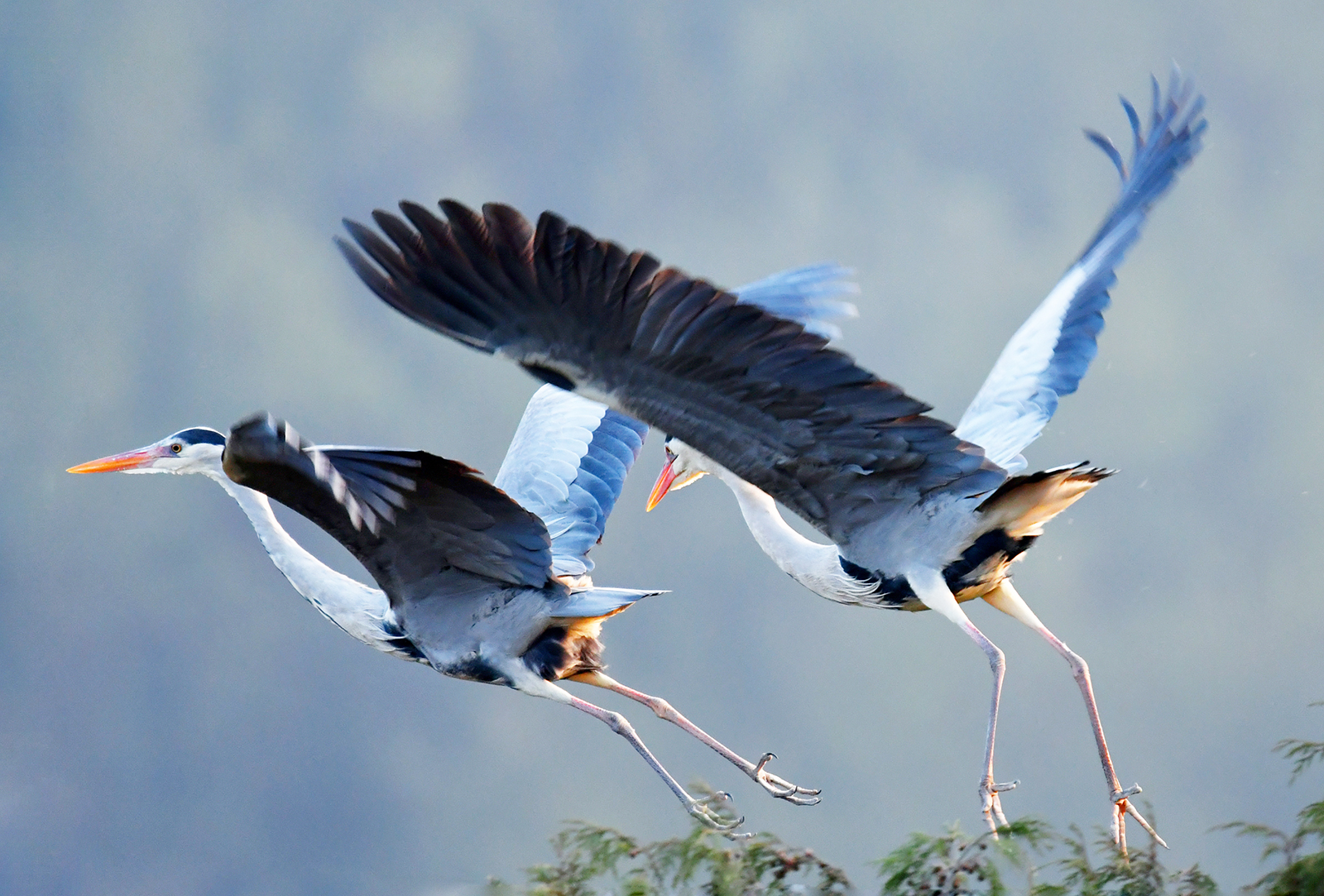 Gray herons fly over a forest at Dangzhai Village, Guiyang City, Guizhou Province on March 2, 2024. /IC
