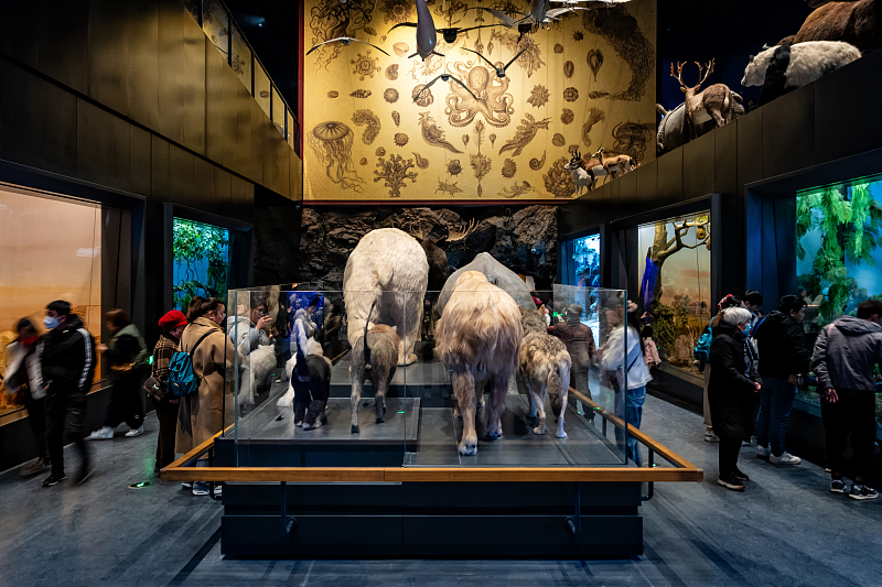 People visit the new branch of the Palaeozoological Museum of China in Baoding City, Hebei Province, February 28, 2024. /CFP