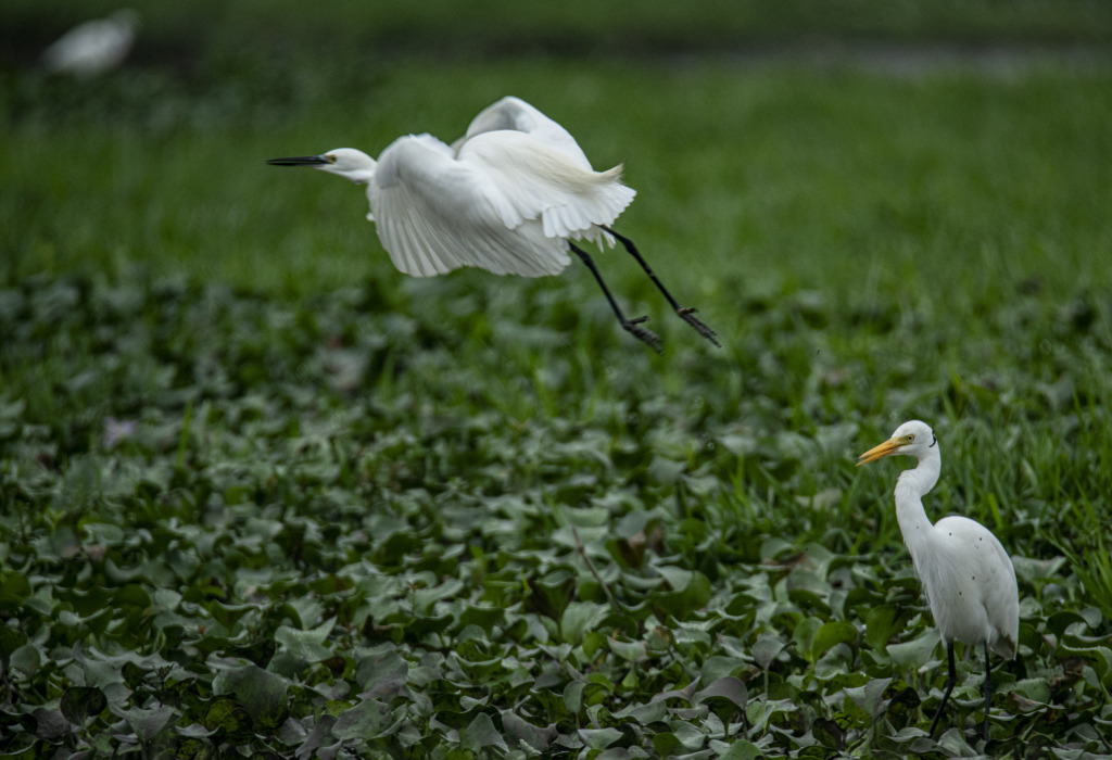 Two egrets are pictured at a wetland in Futian Village in Qionghai, south China's Hainan Province on March 3, 2024. /CFP