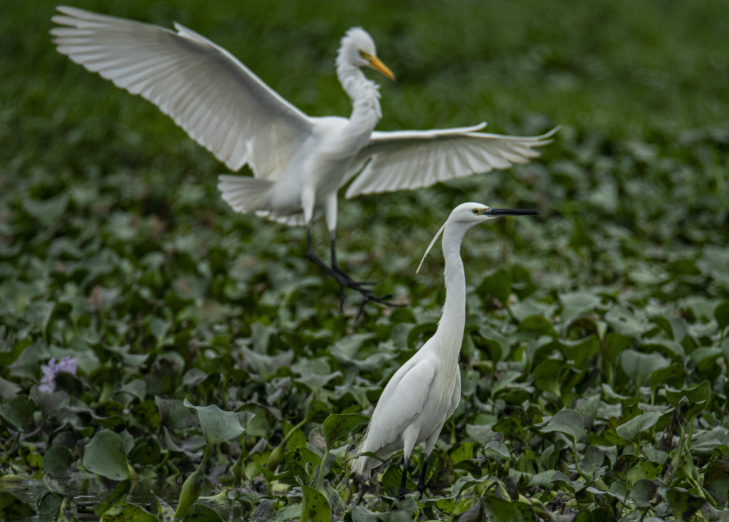 Two egrets are seen frolicking at a wetland in Futian Village in Qionghai, south China's Hainan Province on March 3, 2024. /CFP