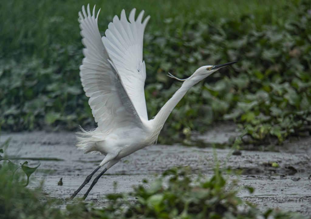 An egret takes to the sky at a wetland in Futian Village in Qionghai, south China's Hainan Province on March 3, 2024. /CFP