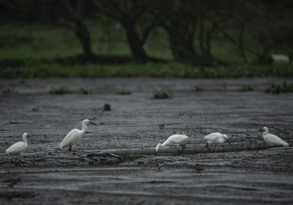 Egrets are seen foraging at a wetland in Futian Village in Qionghai, south China's Hainan Province on March 3, 2024. /CFP