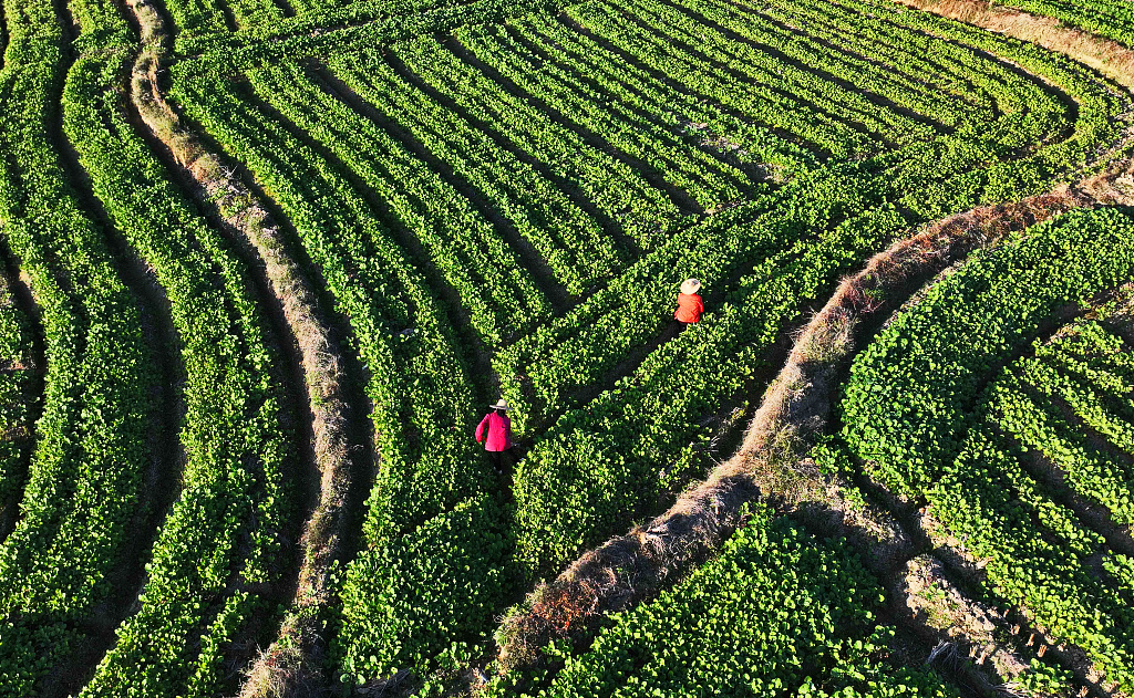 Farmers work in the field at a village of Ji'an City, Jiangxi Province on March 3, 2024. /CFP