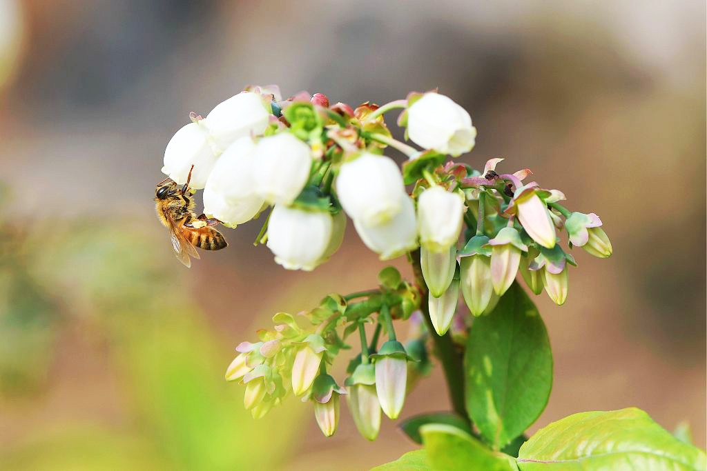A bee gathers honey from blueberry flowers in Qingdao, Shandong Province on March 2, 2024. /CFP