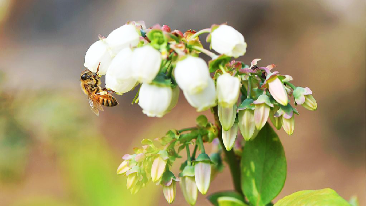 Jingzhe A time of vitality in spring CGTN