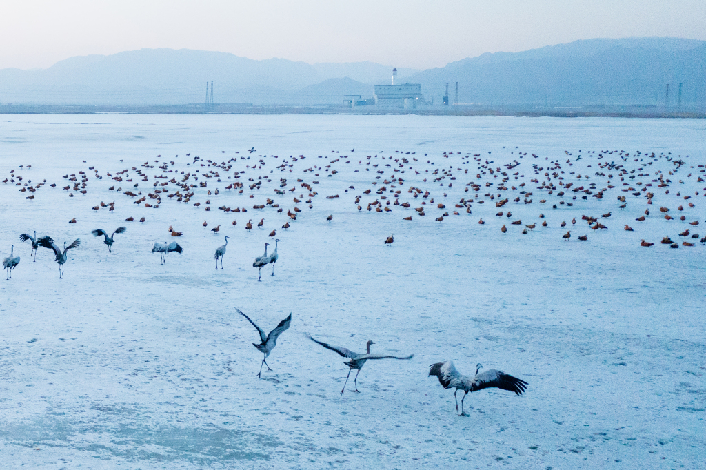 Flocks of migratory birds arrive at the Hailiu Reservoir in Tumot Left Banner, Hohhot, north China's Inner Mongolia Autonomous Region on March 3, 2024. /CFP