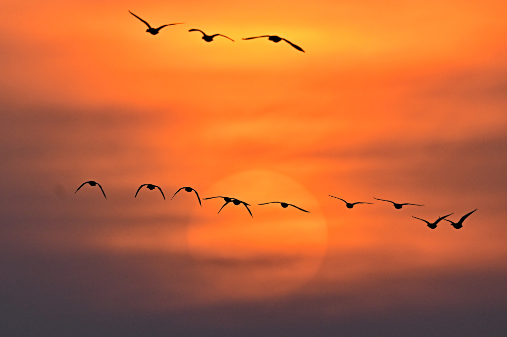 Migratory birds are seen flying at sunset at the Hailiu Reservoir in Tumot Left Banner, Hohhot, north China's Inner Mongolia Autonomous Region on March 3, 2024. /CFP