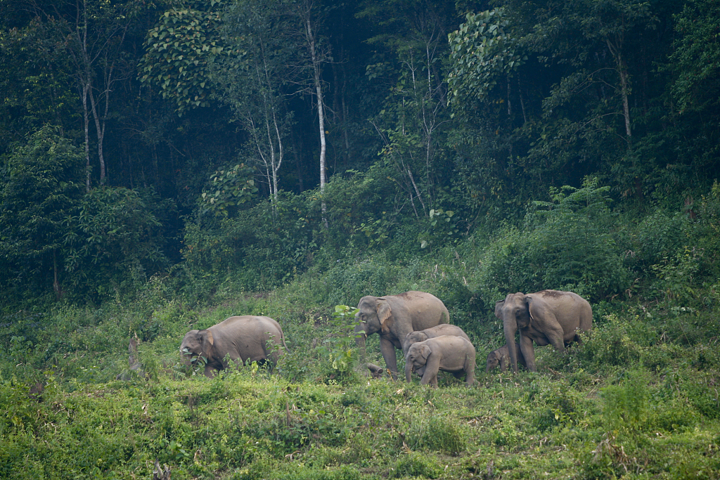 A group of asian elephants in southwest China's Yunnan Province. /CFP