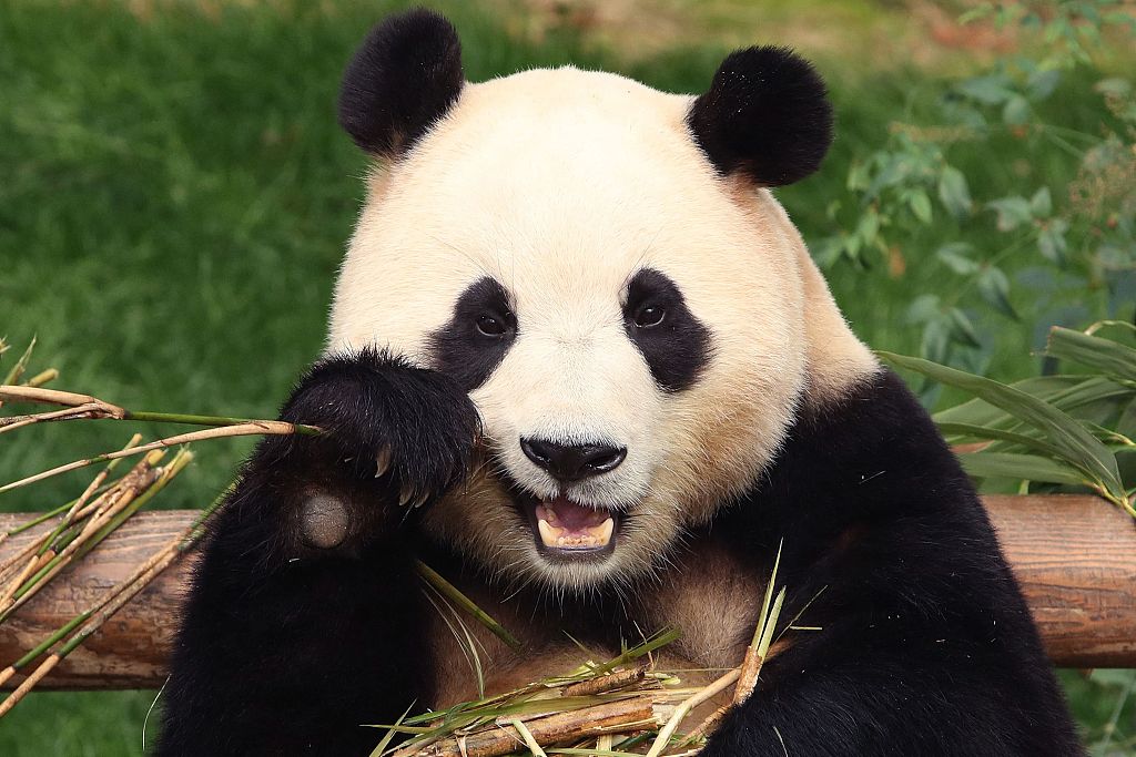Giant panda Fu Bao eats bamboo at the Everland Resort on March 3, 2024. /CFP