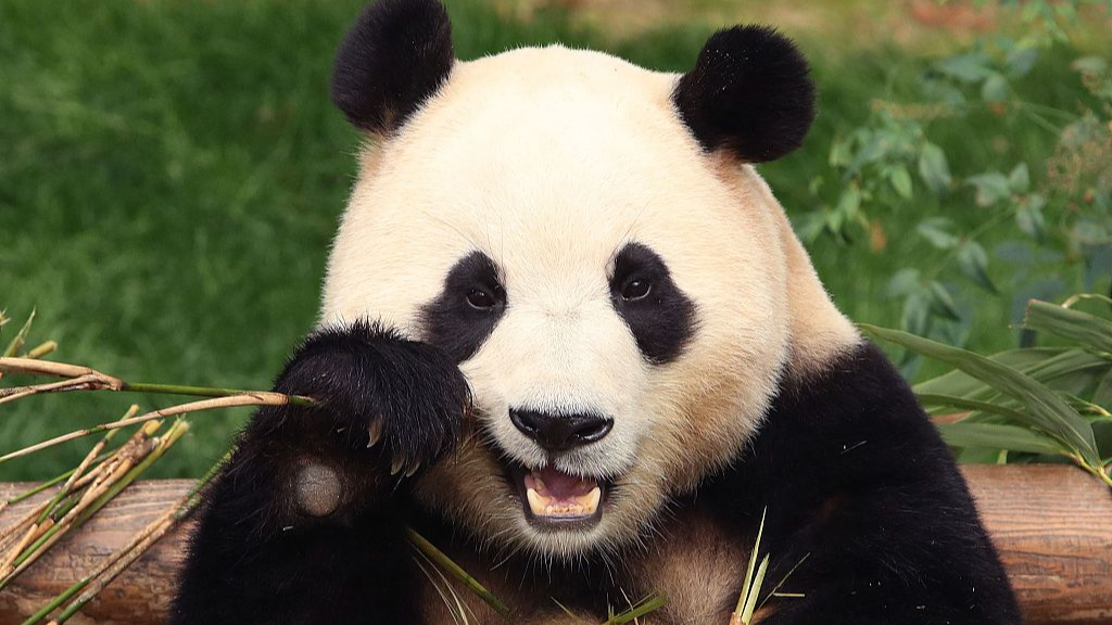 Goodbye Fu Bao! South Koreans bid farewell to beloved panda