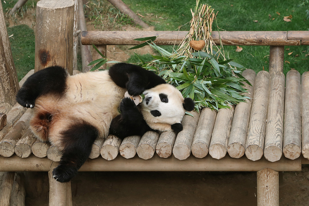 Giant panda Fu Bao holds a bamboo toy at the Everland Resort on March 3, 2024. /CFP