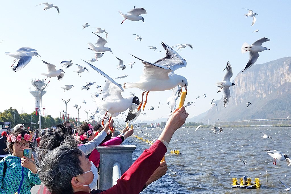 Tourists feed the black-headed gulls at Diachi Lake in Kunming, Yunnan Province, March 4, 2024. /CFP