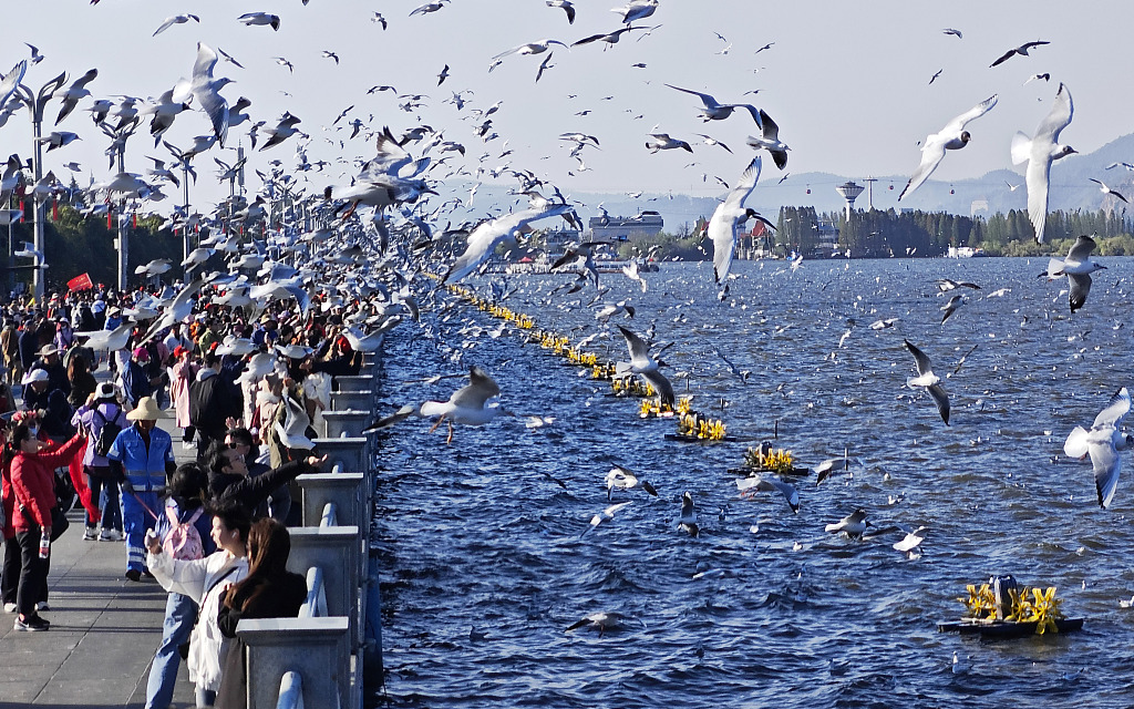 Tourists interact with the black-headed gulls at Diachi Lake in Kunming, Yunnan Province, March 4, 2024. /CFP