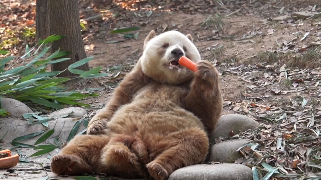 Brown-and-white-colored giant panda Qizai enjoys his carrot in Xi'an City, northwest China's Shaanxi Province, March 15, 2023. /CFP