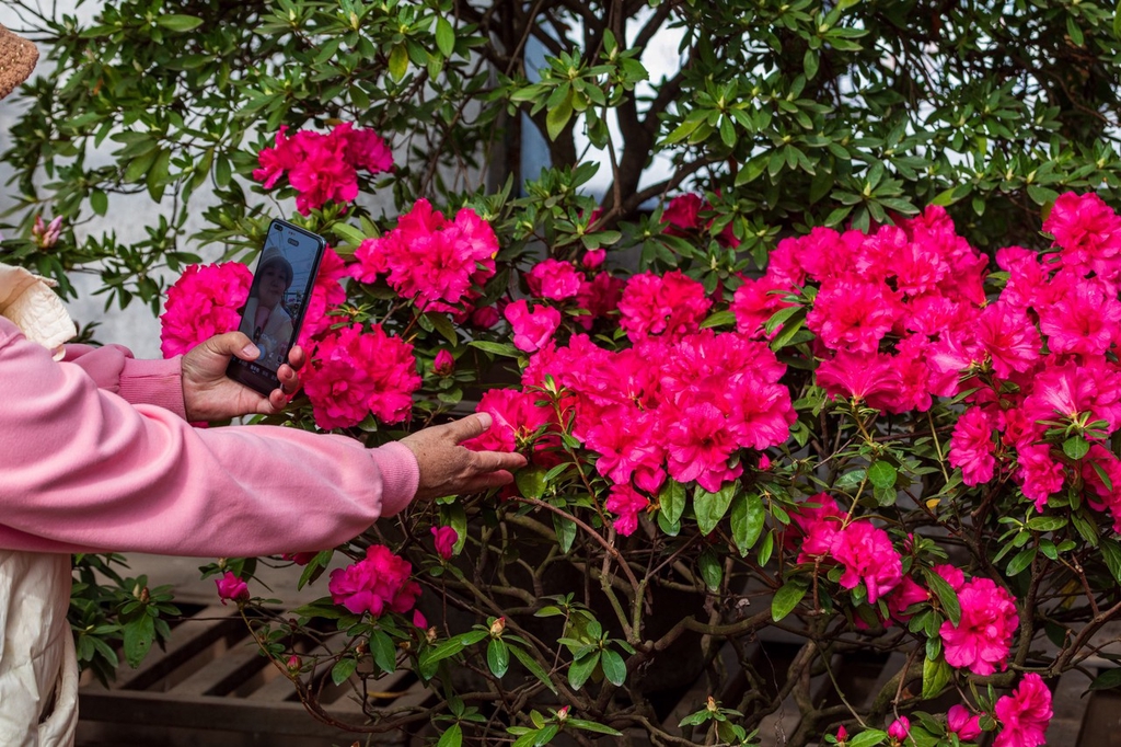 A visitor records herself at an azalea exhibition at Jiangnan Park in Jilin City, Jilin Province, March 5, 2024. /IC